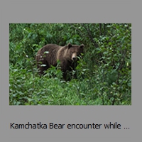 Kamchatka Bear encounter while hiking